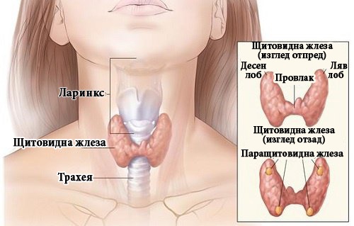 как да разпознаем проблем с щитовидната жлеза