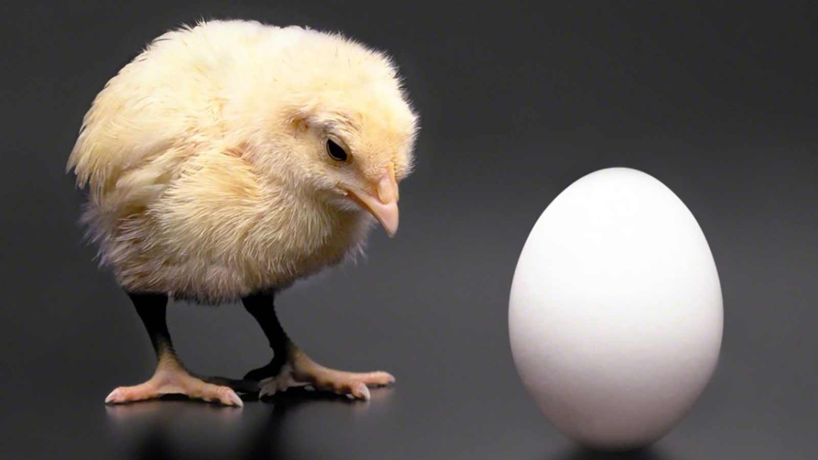 кокошката или яйцето