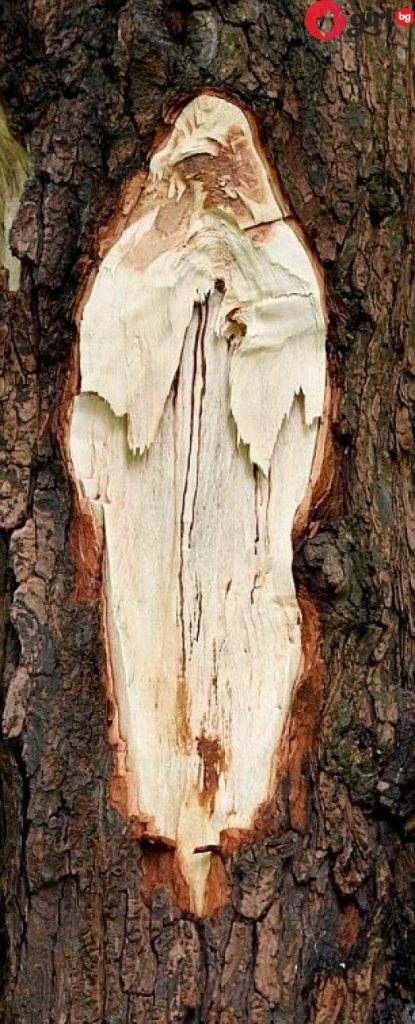 Дърво с лика на Майка Тереза