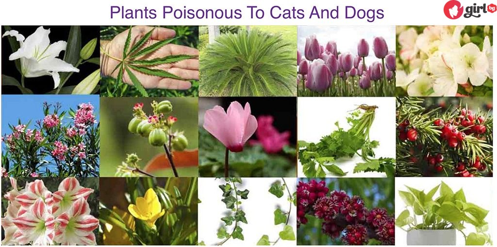 опасни растения