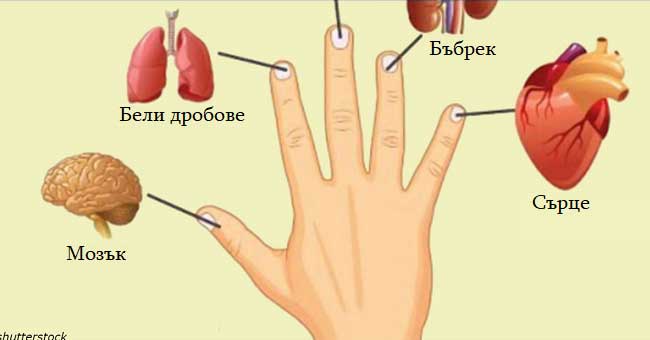 Всеки пръст е свързан с два органа: японски метод за самолечение за 2 минути